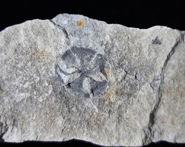 Zapfen von Metasequoia sp. HU & CHENG 1948 - Bild © FossNet FossilienStore